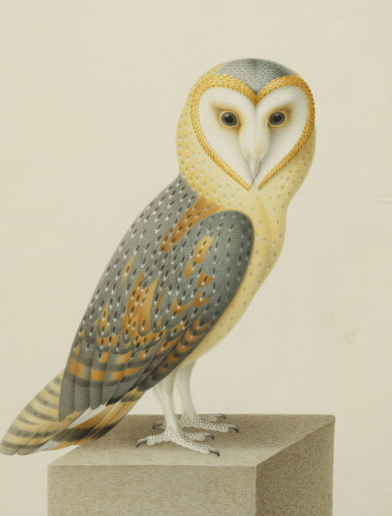 Detail of A Barn Owl (Tyto Alba) by Nicolas Robert