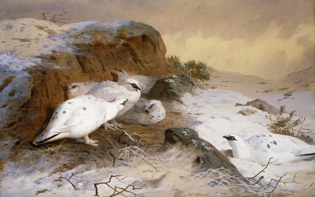 Detail of Ptarmigan in the Snow by Archibald Thorburn