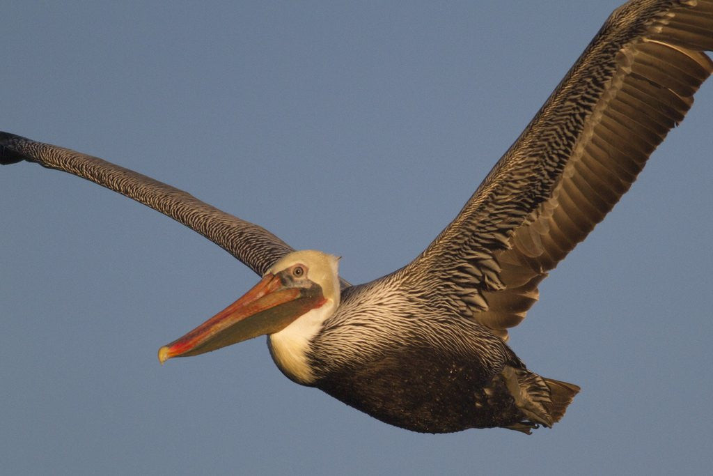 Detail of Brown Pelican in flight by Anonymous