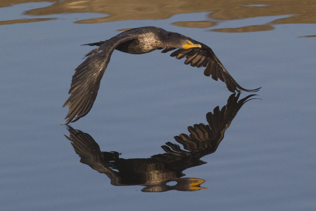 Detail of Double-Crested Cormorant in flight by Corbis