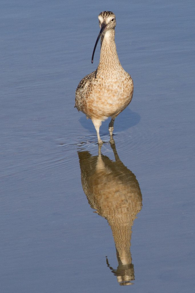 Detail of Long-Billed Curlew with reflection by Corbis