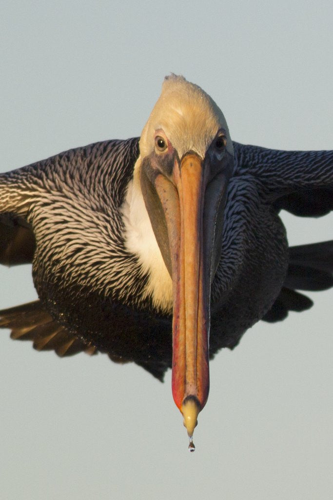 Detail of Brown Pelican headon view in flight closeup by Anonymous