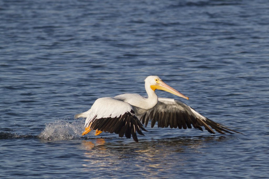 Detail of American White Pelican takes off by Anonymous