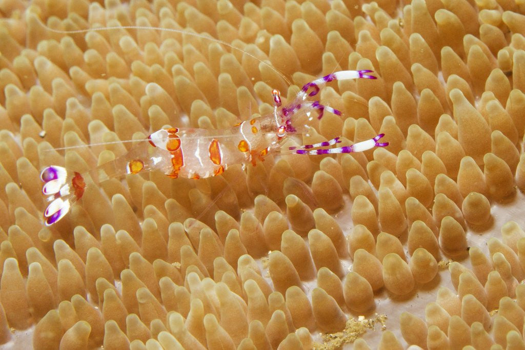 Detail of Yellow-Spotted Anemone Shrimp by Anonymous