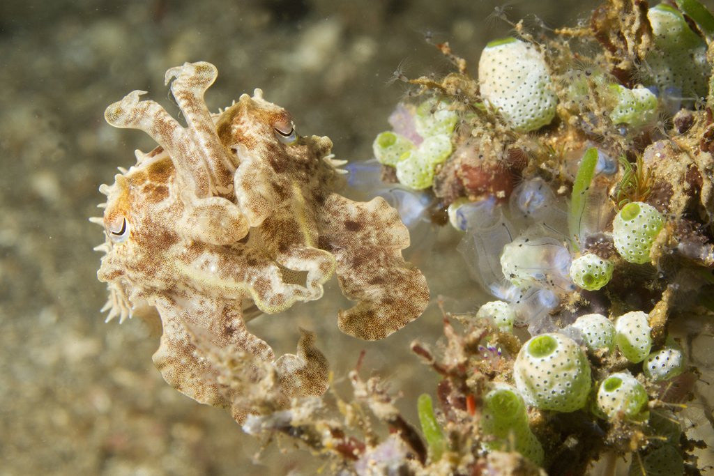 Detail of Broadclub Cuttlefish with Tunicates by Anonymous
