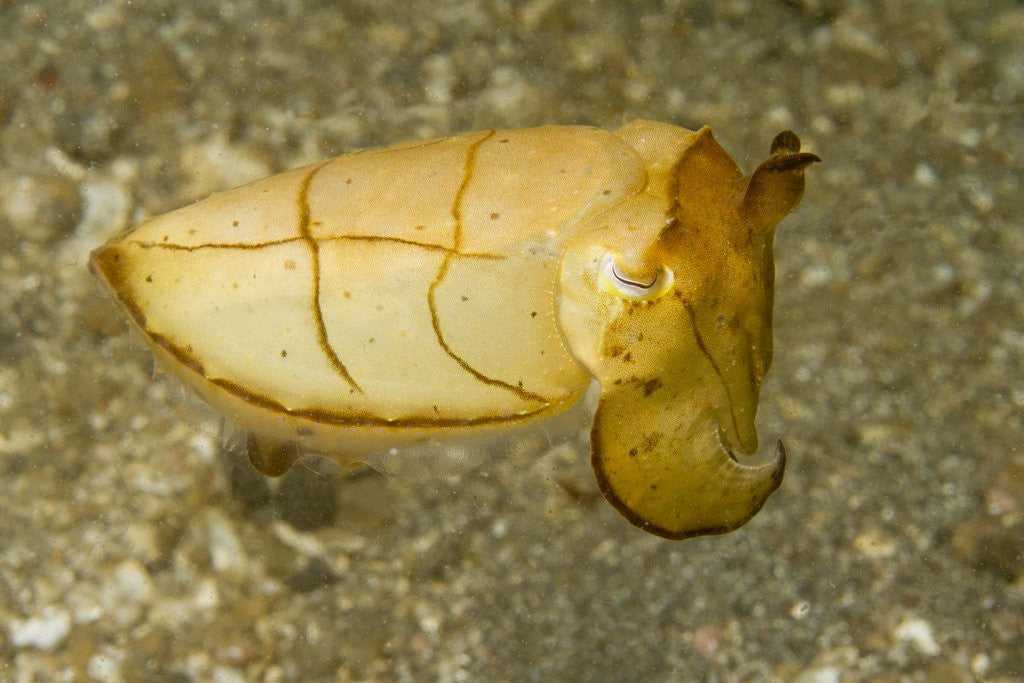 Detail of Broadclub Cuttlefish by Anonymous