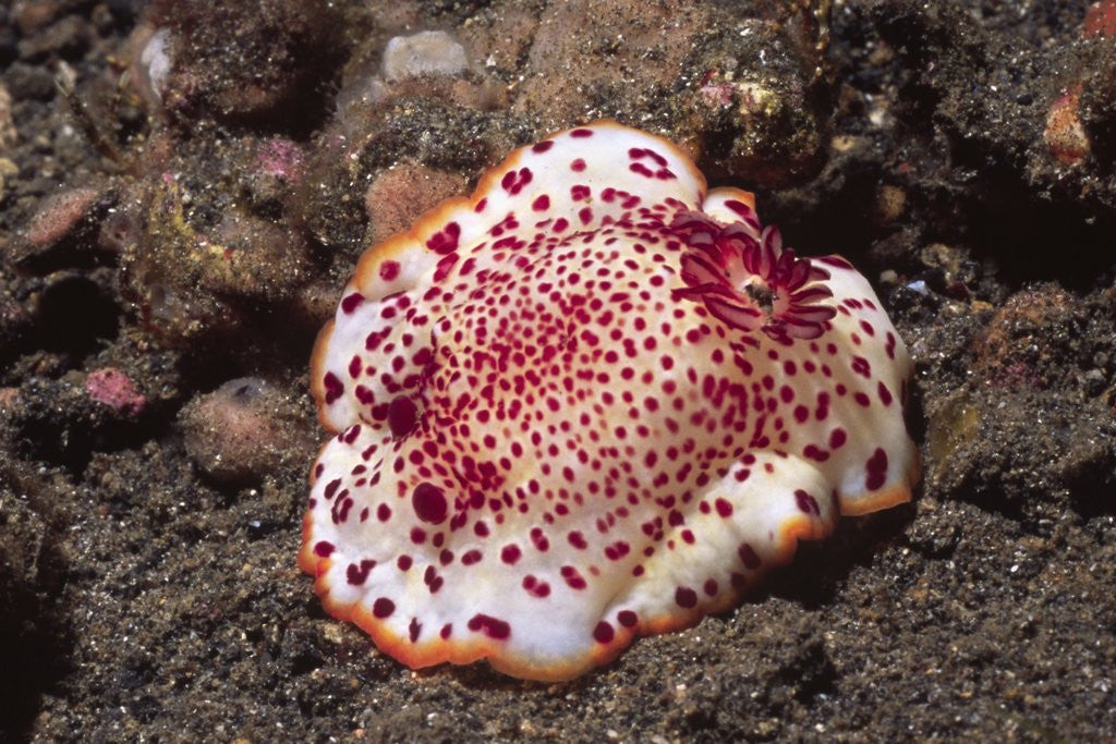 Detail of Chromodoris Nudibranch by Anonymous
