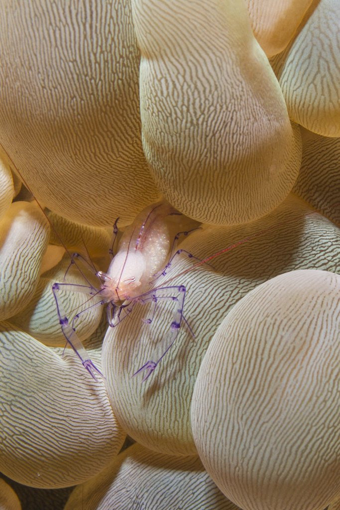 Detail of Bubble Coral Shrimp by Corbis