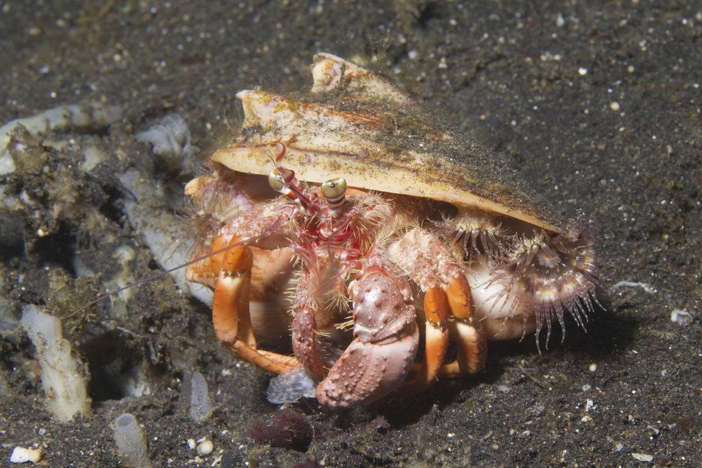 Detail of Anemone Hermit Crab by Anonymous