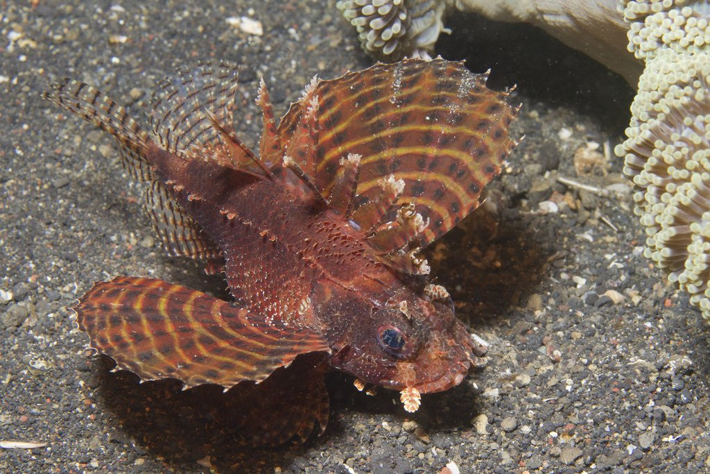 Detail of Shortfin Lionfish by Anonymous