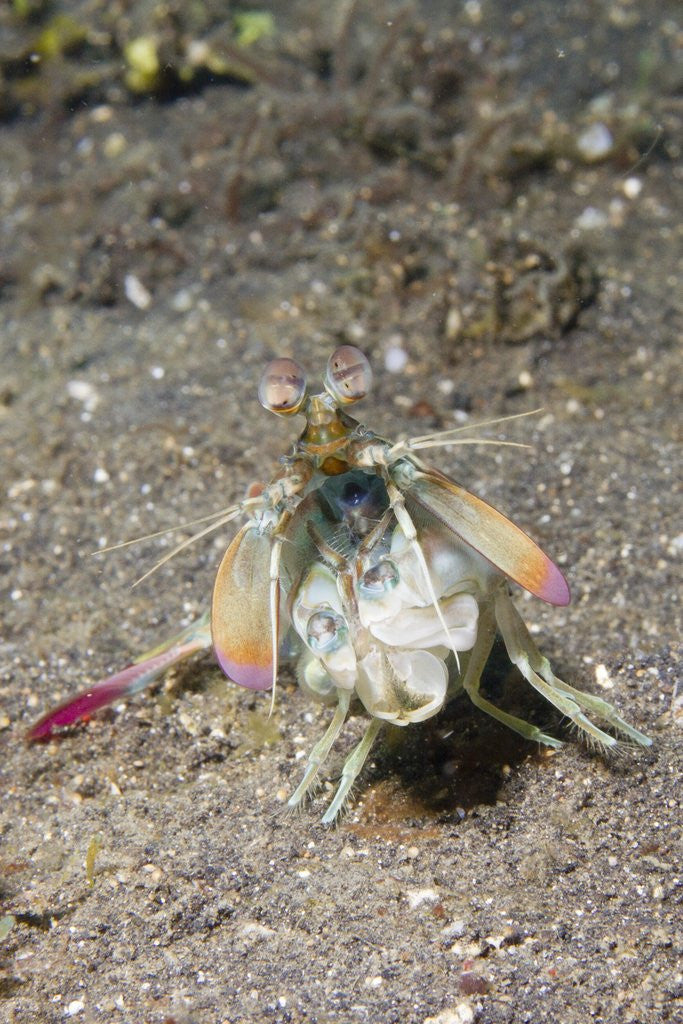Detail of Keel Tail Mantis Shrimp by Anonymous