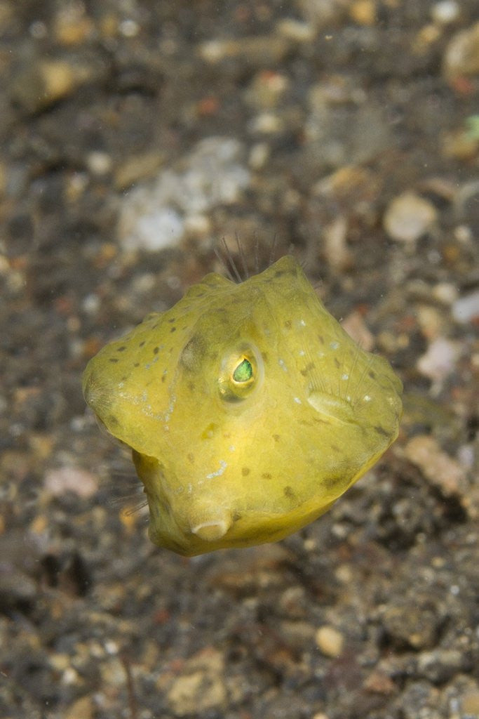 Detail of Yellow Boxfish juvenile by Anonymous