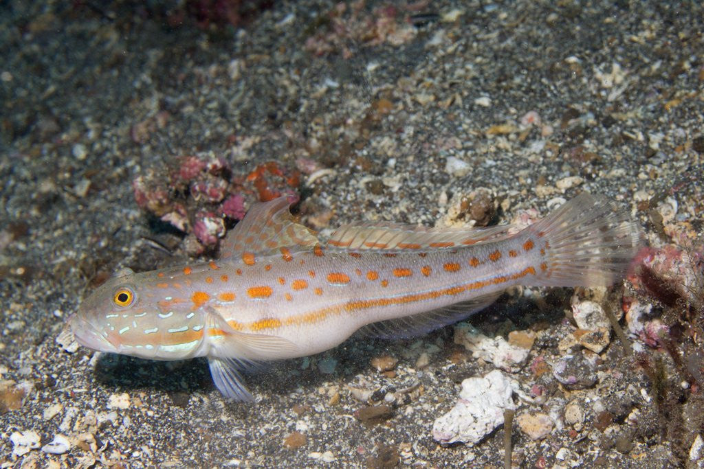 Detail of Orange-Dashed Goby by Anonymous