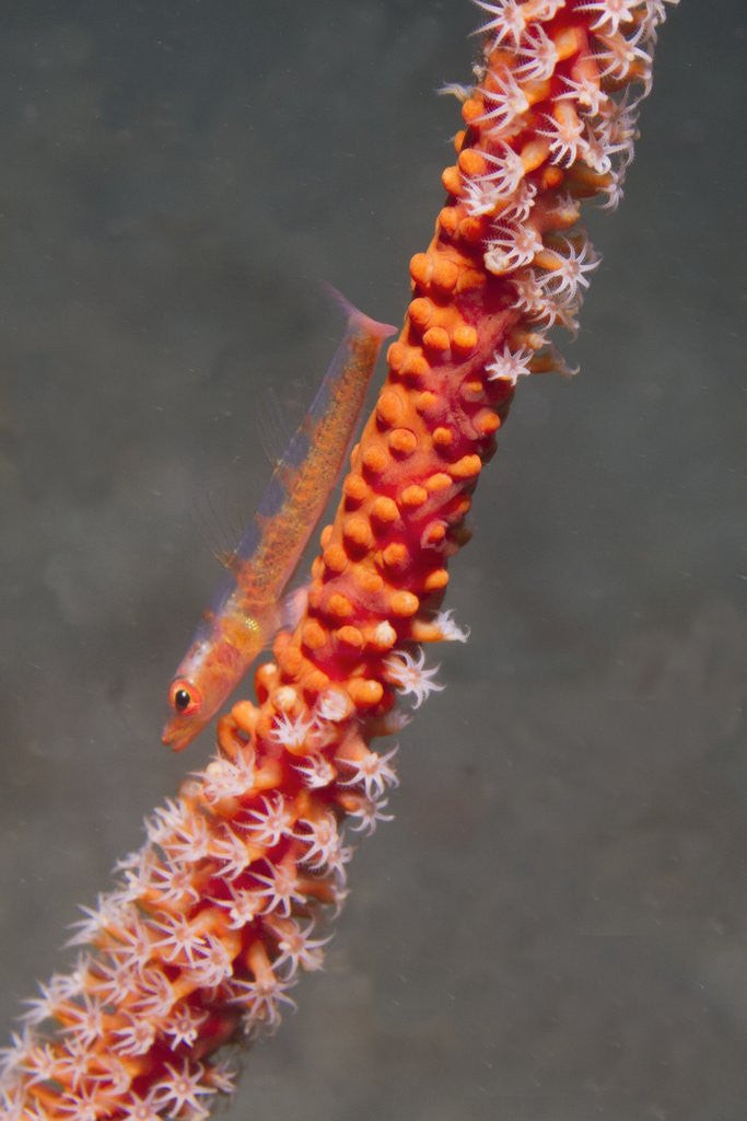 Large Whip Goby on Sea Fan by Corbis