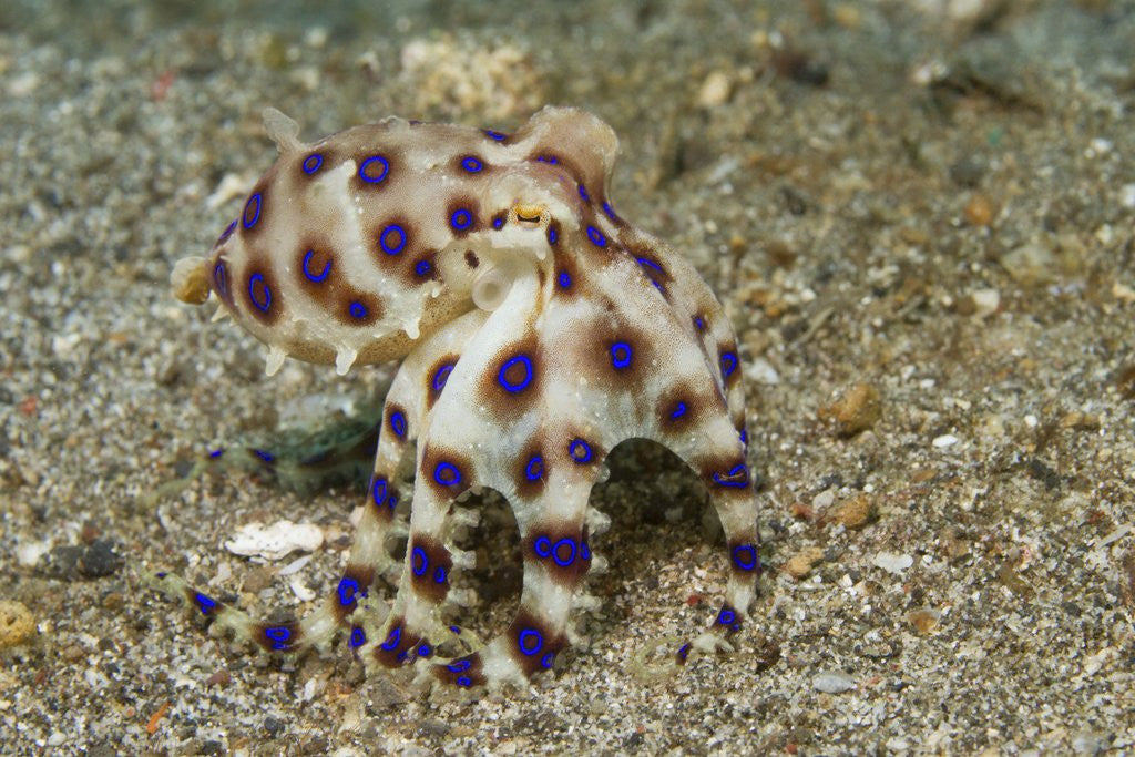 Detail of Blue-Ringed Octopus by Anonymous