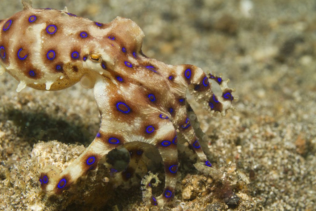 Detail of Blue-Ringed Octopus by Corbis