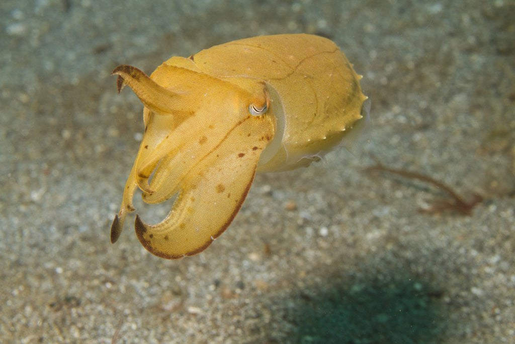 Detail of Broadclub Cuttlefish by Anonymous