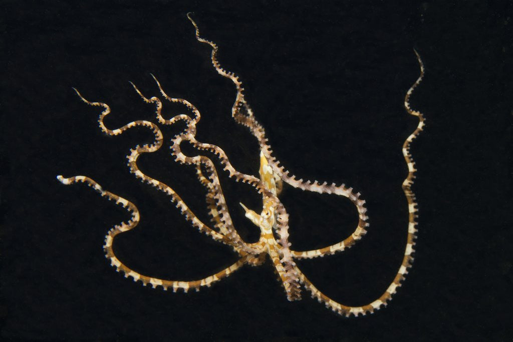 Detail of Wunderpus Octopus swimming at night by Anonymous