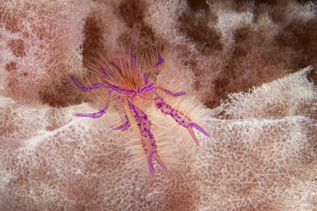 Detail of Hairy Squat Lobster by Anonymous