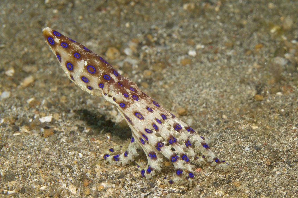 Detail of Blue-Ringed Octopus by Anonymous