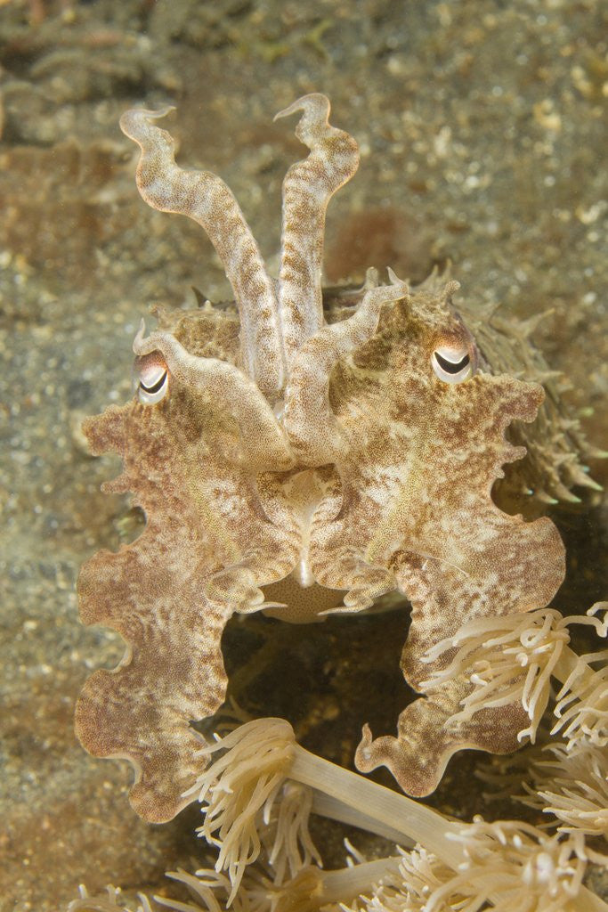 Detail of Broadclub Cuttlefish wtih raised tentacles by Anonymous