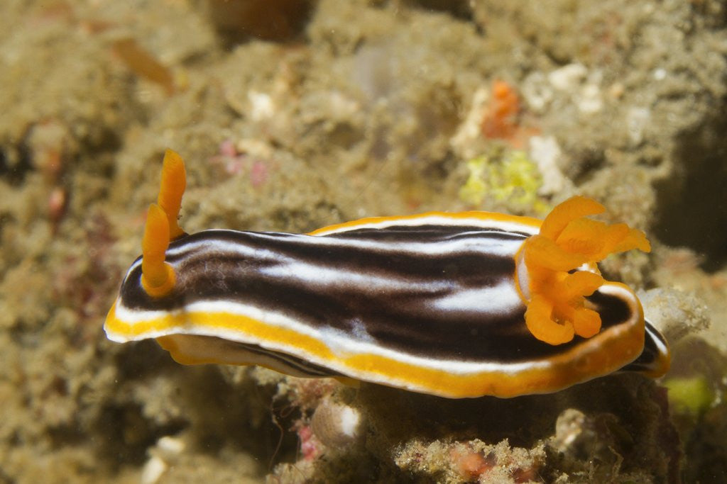 Detail of Magnificant Nudibranch by Corbis