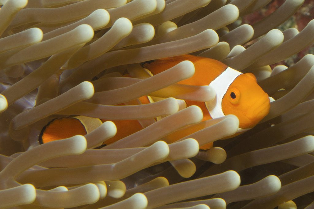 Detail of False Clown Anemonefish by Anonymous