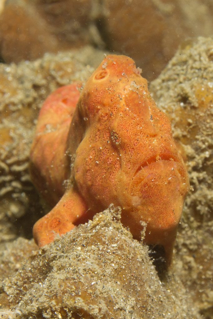 Detail of Freckled Frogfish by Anonymous