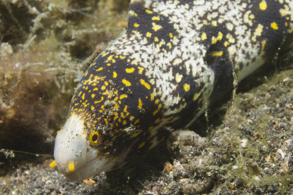 Detail of Snowflake Moray Eel by Anonymous
