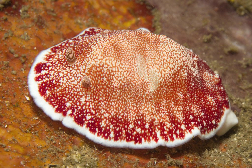 Detail of Reticulated Chromdoris by Anonymous