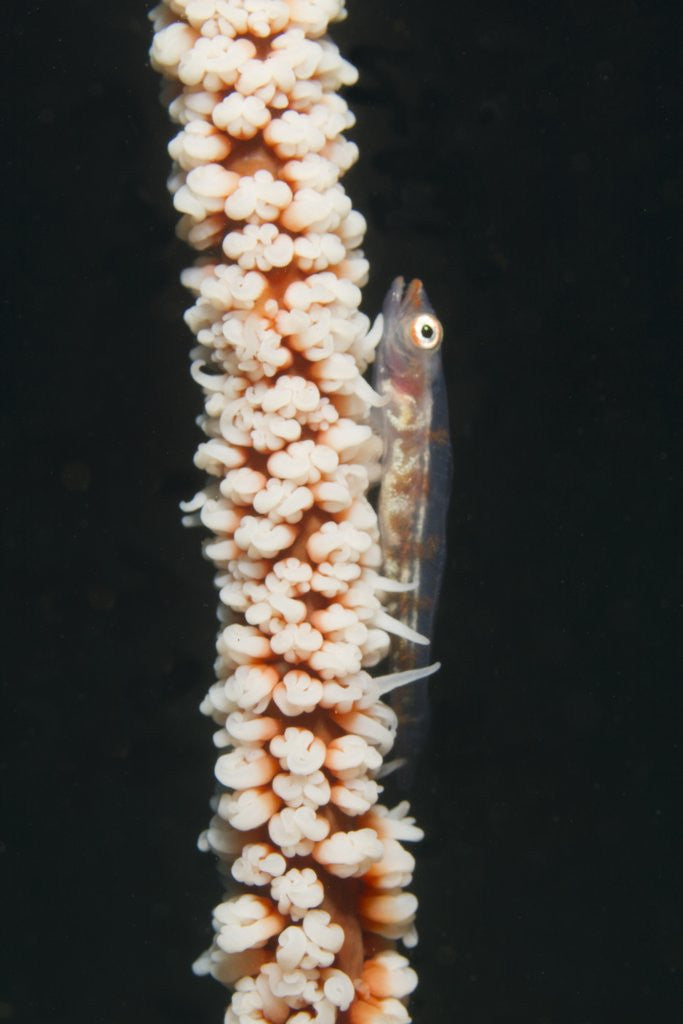 Detail of Large Whip Goby on Sea Whip by Anonymous