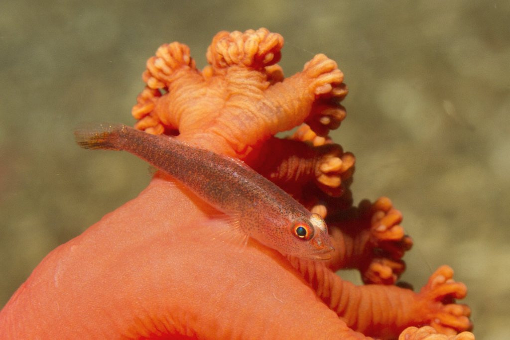 Detail of Common Ghost Goby on Gorgonian by Anonymous