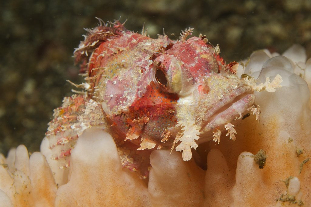 Detail of Papuan Scorpionfish by Anonymous