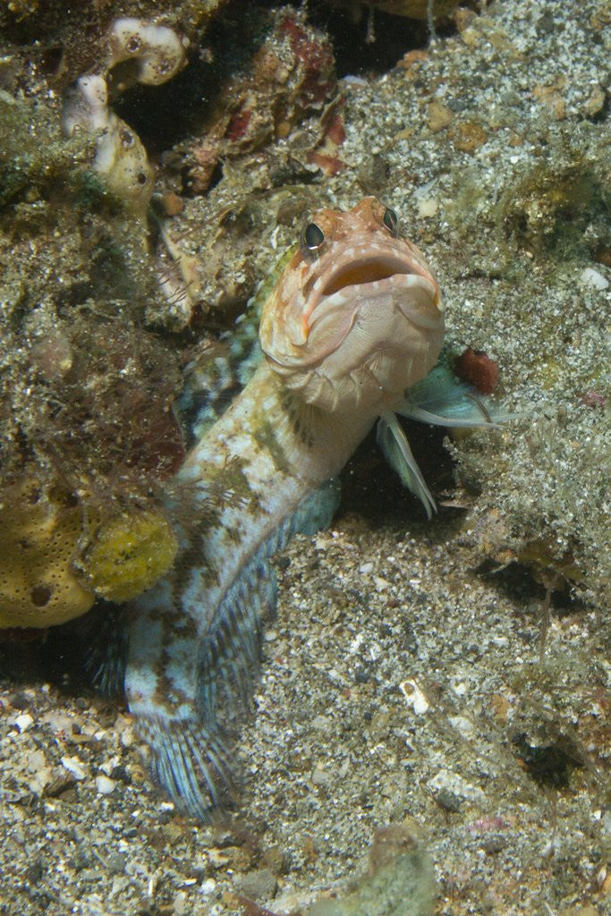 Detail of Variable Jawfish by Anonymous