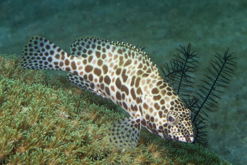 Detail of Longfin Grouper by Corbis