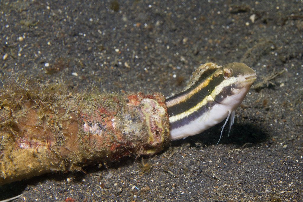 Detail of Shorthead Fangblenny lives in a bottle by Anonymous