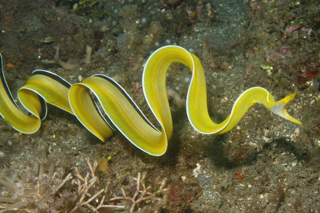 Detail of Female Ribbon Eel free swimming by Anonymous