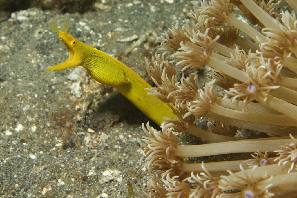 Detail of Female Ribbon Eel by Anonymous