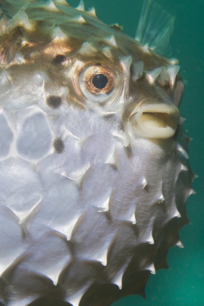 Detail of Orbicular Burrfish puffed up closeup by Anonymous
