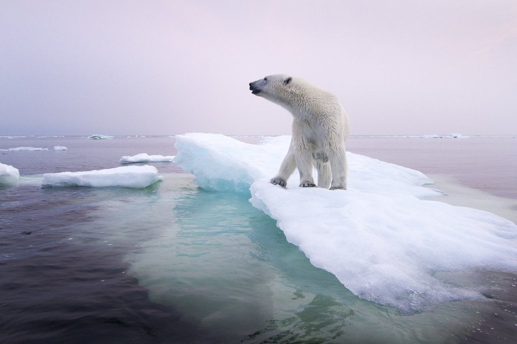 Detail of Polar Bear, Hudson Bay, Canada by Anonymous