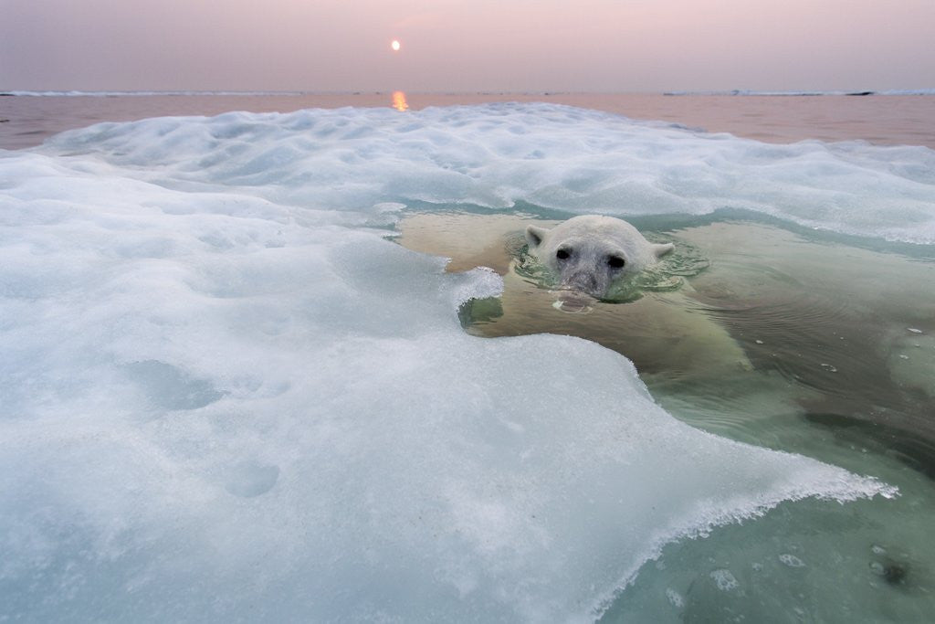 Detail of Polar Bear, Hudson Bay, Canada by Anonymous
