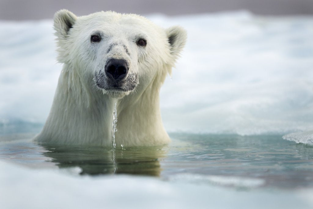 Detail of Polar Bear, Hudson Bay, Canada by Anonymous
