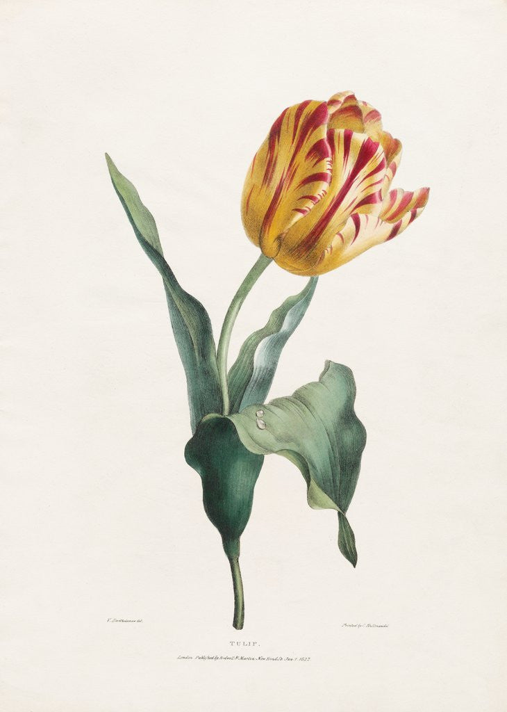 Detail of Tulip by Valentine Bartholomew