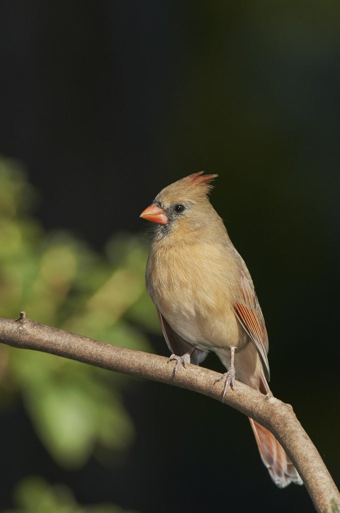 Detail of Northern Cardinal by Anonymous