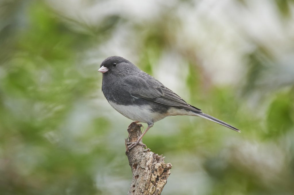 Detail of Dark-eyed Junco by Anonymous