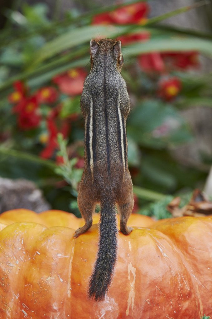 Detail of Eastern American chipmunk on pumpkin by Corbis