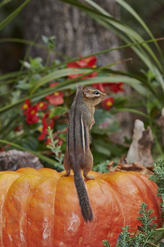 Detail of Eastern American chipmunk on pumpkin by Anonymous