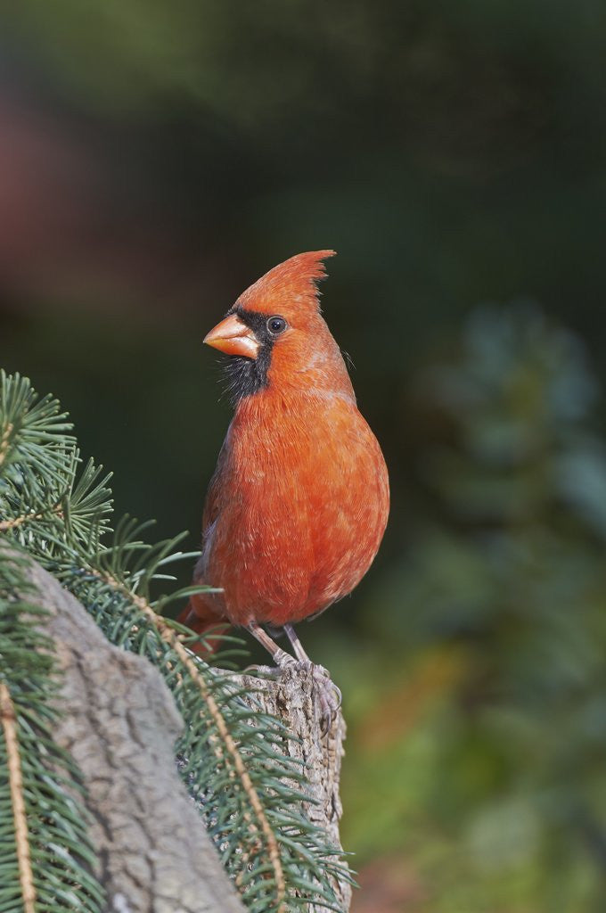 Detail of Northern Cardinal by Anonymous