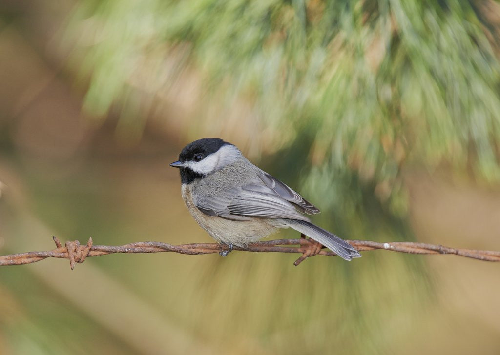 Detail of Carolina Chickadee by Anonymous