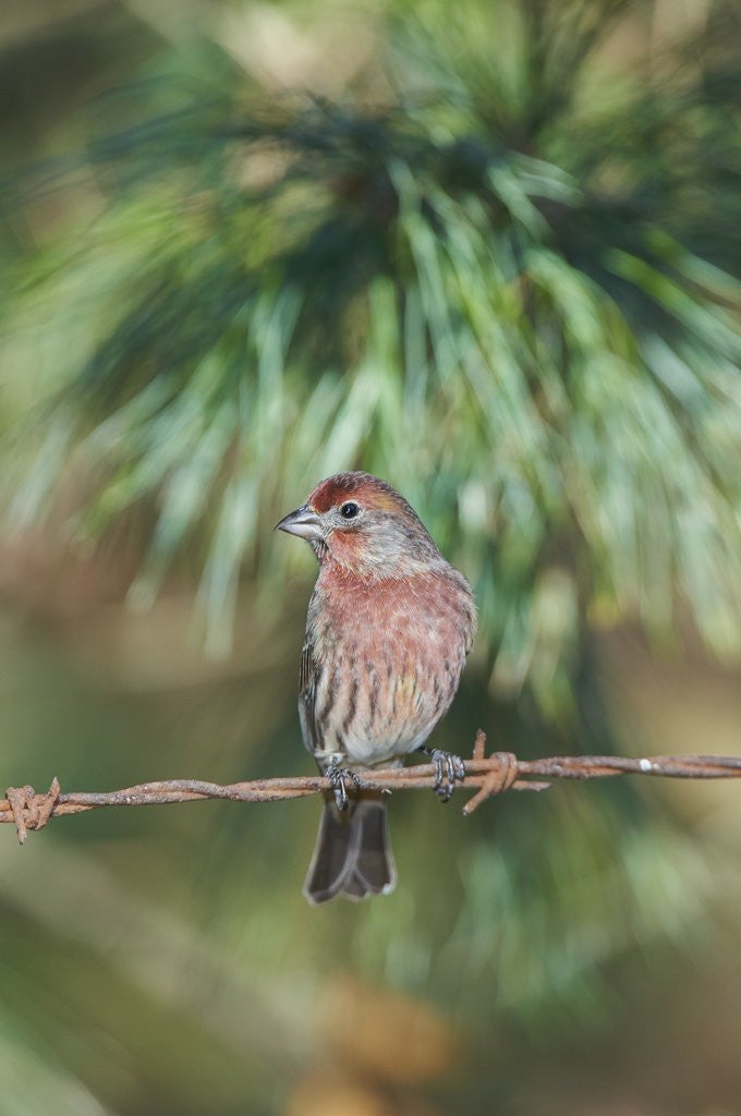 Detail of House Finch by Anonymous